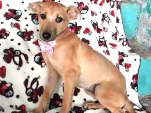 Cachorro raça SRD  idade 2 a 6 meses nome Acerola 