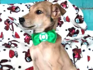 Cachorro raça SRD  idade 2 a 6 meses nome Abacaxi 