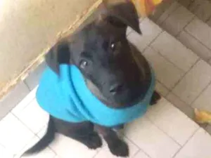 Cachorro raça SRD  idade 2 a 6 meses nome Sofia 