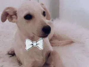 Cachorro raça SRD idade 2 a 6 meses nome Snow