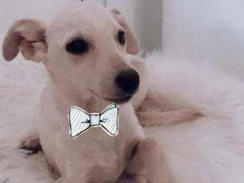 Cachorro ra a SRD idade 2 a 6 meses nome Snow