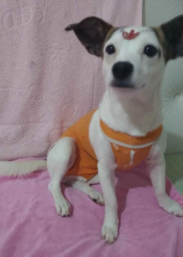 Cachorro ra a Mestiça  idade 1 ano nome Maia 