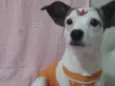 Maia 