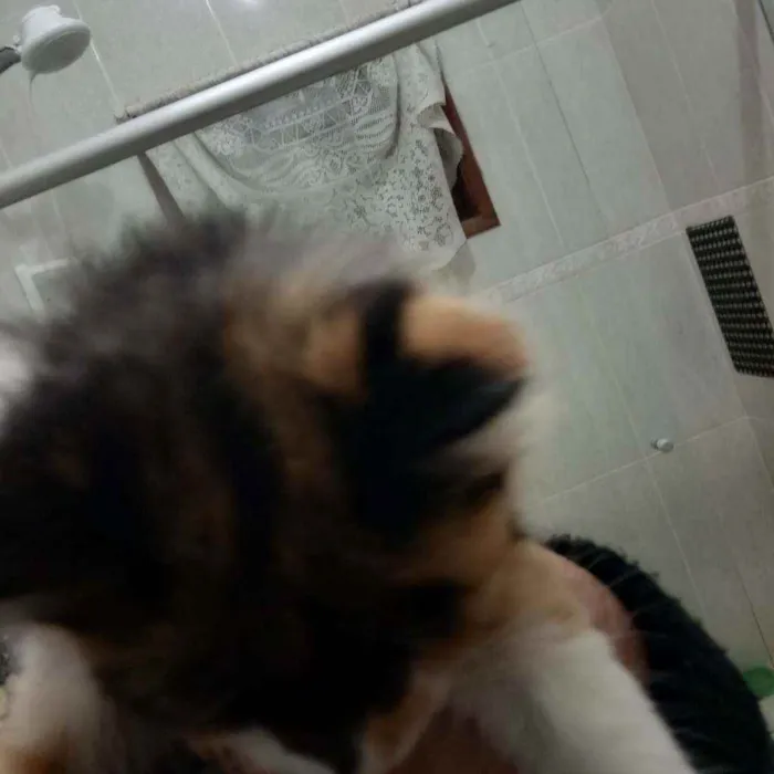 Gato ra a Não sei idade 2 a 6 meses nome Não tem