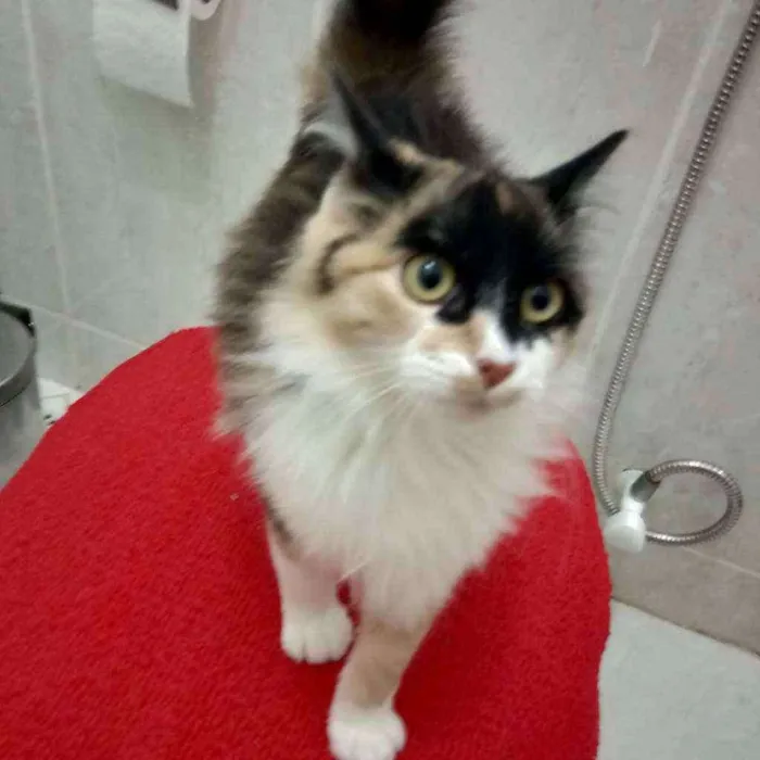 Gato ra a Não sei idade 2 a 6 meses nome Não tem