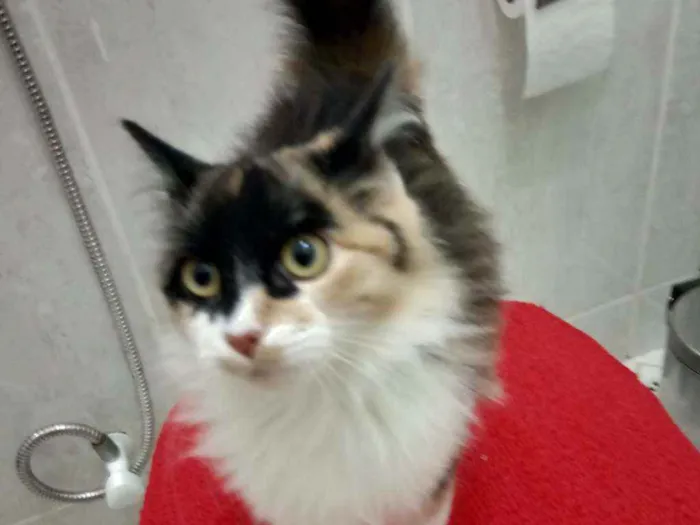 Gato ra a Não sei idade 2 a 6 meses nome Não tem
