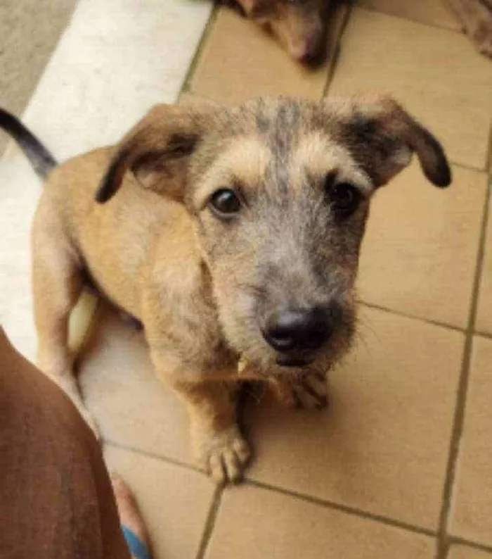 Cachorro ra a SRD idade 2 a 6 meses nome Apolo