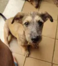 Apolo