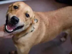 Cachorro raça Labrador mix idade 3 anos nome Thor