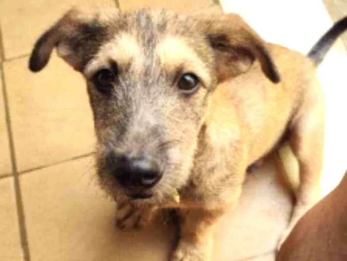 Cachorro ra a SRD idade 2 a 6 meses nome Apolo