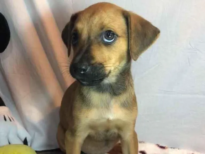 Cachorro raça SRD idade Abaixo de 2 meses nome Sem Nome