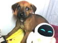 Cachorro raça SRD  idade Abaixo de 2 meses nome Sem nome