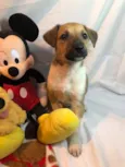 Cachorro raça SRD idade Abaixo de 2 meses nome Sem nome