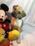 Cachorro raça SRD idade Abaixo de 2 meses nome Sem nome
