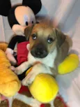 Cachorro raça SRD idade Abaixo de 2 meses nome Sem nome