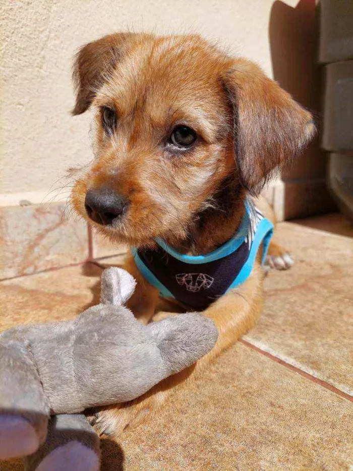 Cachorro raça Srd idade Abaixo de 2 meses nome Aventureiro 