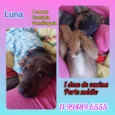 Cachorro raça Srd idade 2 a 6 meses nome Luna