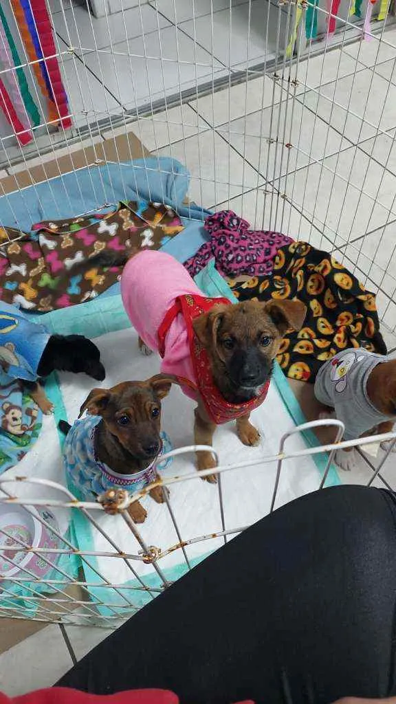 Cachorro raça Srd idade 2 a 6 meses nome Ariel