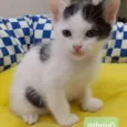 Quindim