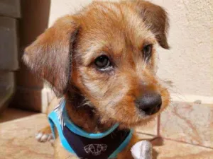 Cachorro raça Srd idade Abaixo de 2 meses nome Aventureiro 