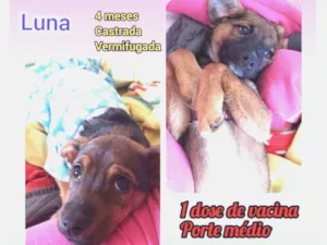 Cachorro raça Srd idade 2 a 6 meses nome Luna