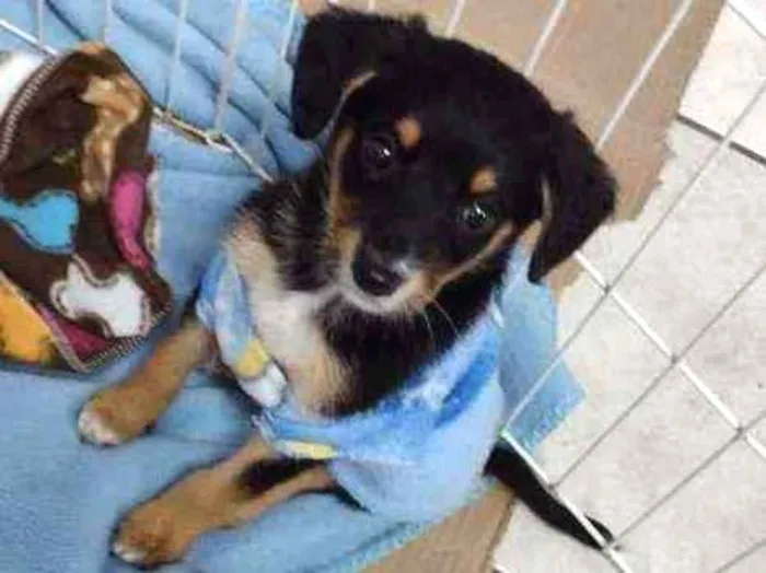 Cachorro raça Srd idade 2 a 6 meses nome Ze Felipe 