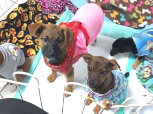 Cachorro raça Srd idade 2 a 6 meses nome Ariel