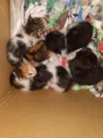 Filhote de gatos