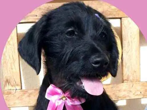 Cachorro raça  idade 2 a 6 meses nome Filhote 