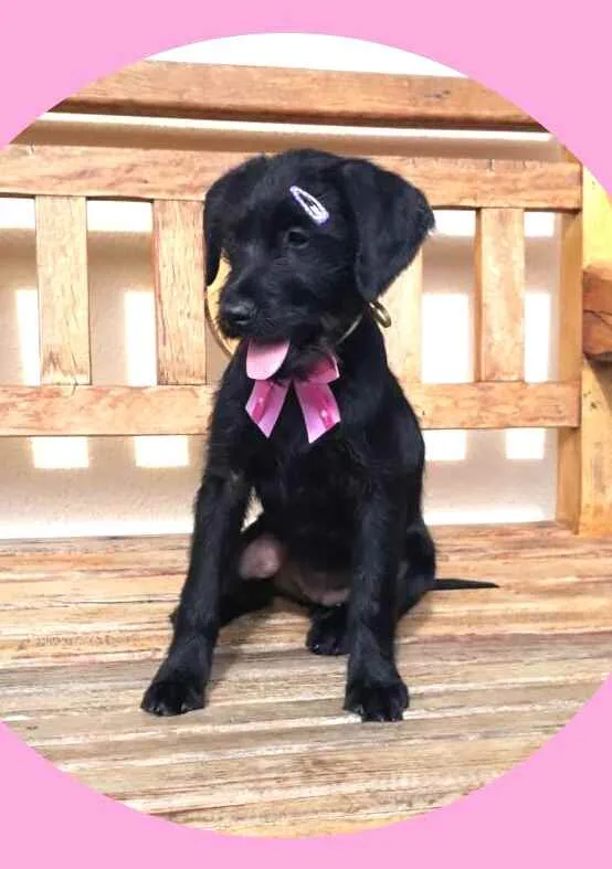 Cachorro raça  idade 2 a 6 meses nome Filhote 