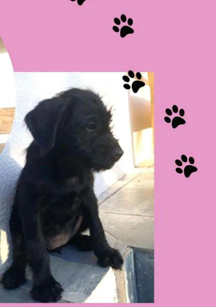 Cachorro raça  idade 2 a 6 meses nome Filhote 