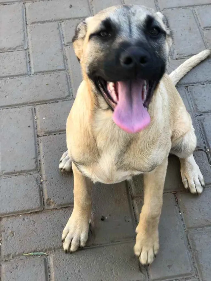 Cachorro ra a Sem raça  idade 7 a 11 meses nome Brisa 