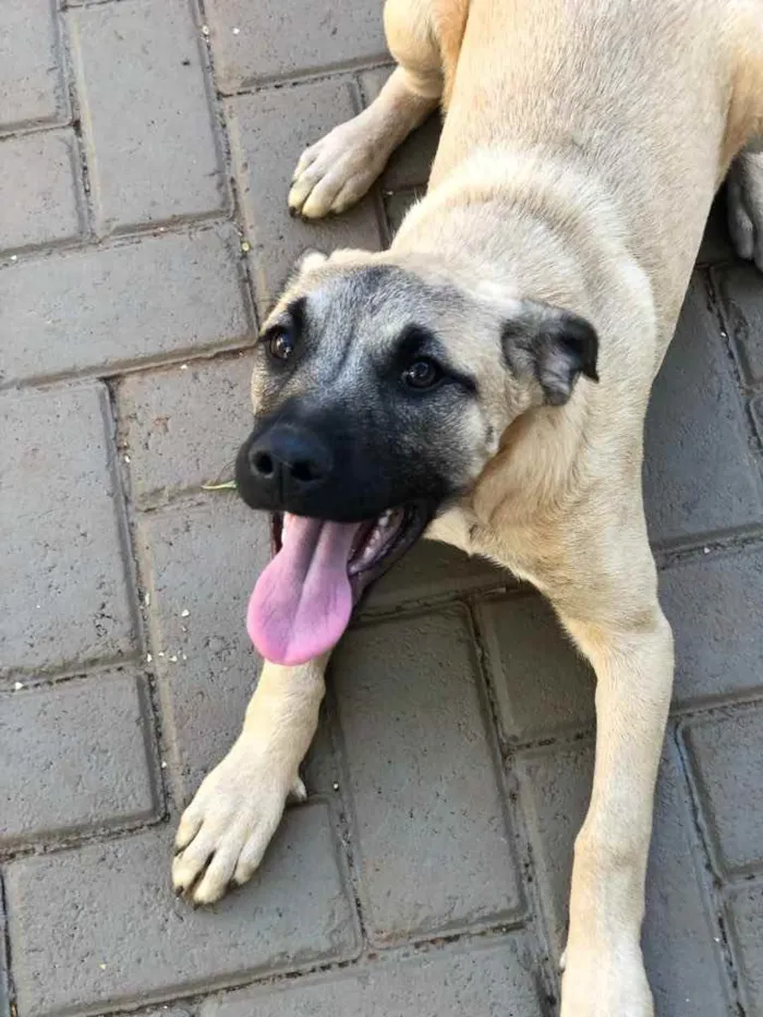 Cachorro ra a Sem raça  idade 7 a 11 meses nome Brisa 