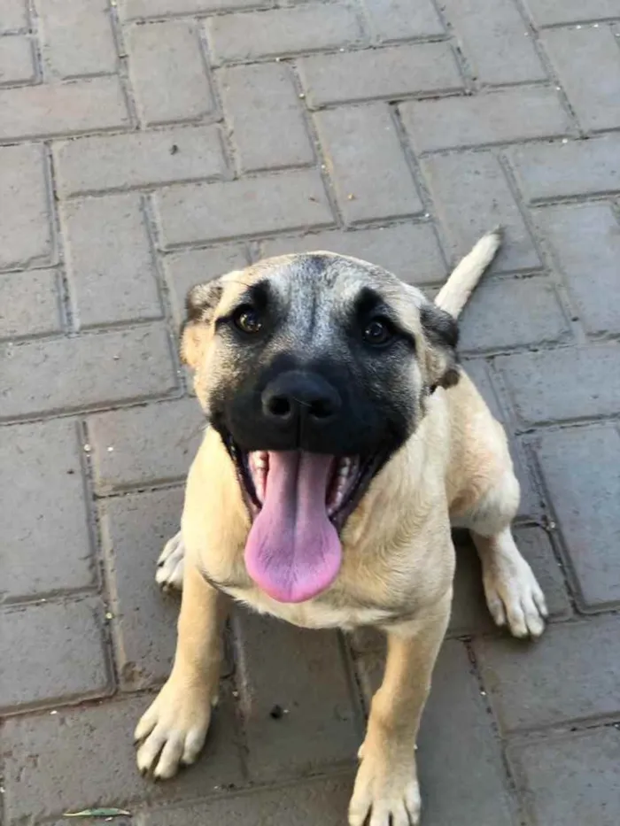 Cachorro ra a Sem raça  idade 7 a 11 meses nome Brisa 