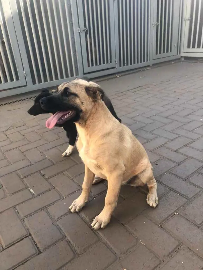 Cachorro ra a Sem raça  idade 7 a 11 meses nome Brisa 