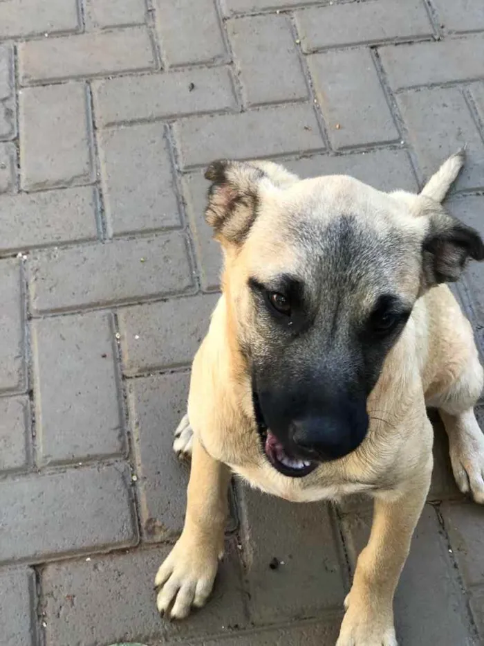 Cachorro ra a Sem raça  idade 7 a 11 meses nome Brisa 