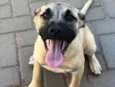 Brisa 
