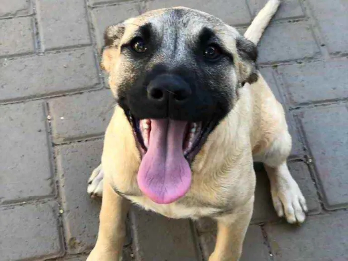 Cachorro ra a Sem raça  idade 7 a 11 meses nome Brisa 