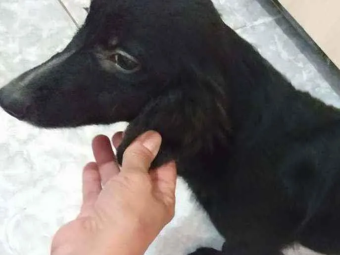 Cachorro ra a Vira lata idade 1 ano nome Pretinha /perola