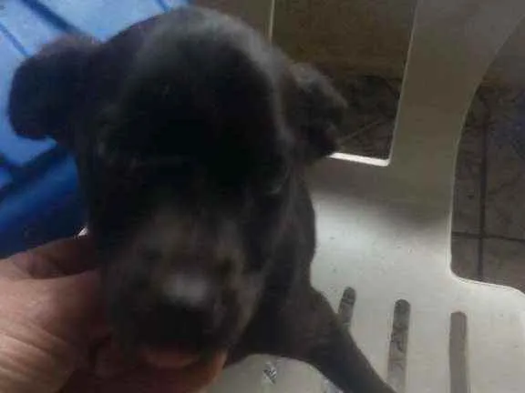 Cachorro raça Srd idade 2 a 6 meses nome Miguel