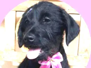 Cachorro raça  idade 2 a 6 meses nome Filhote 