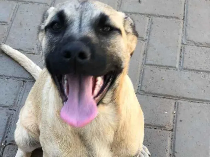 Cachorro ra a Sem raça  idade 7 a 11 meses nome Brisa 