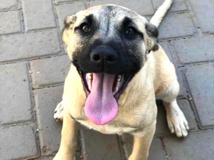 Cachorro ra a Sem raça  idade 7 a 11 meses nome Brisa 
