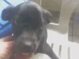 Cachorro raça Srd idade 2 a 6 meses nome Miguel