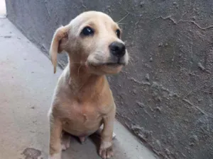 Cachorro raça  idade 2 a 6 meses nome MILK