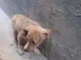 PIPOCA