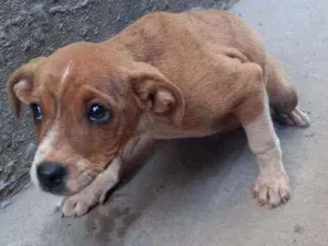 Cachorro raça  idade 2 a 6 meses nome POLY