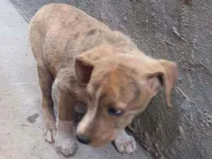 Cachorro raça  idade 2 a 6 meses nome PIPOCA