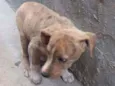 PIPOCA