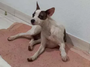 Cachorro raça  idade  nome Isa